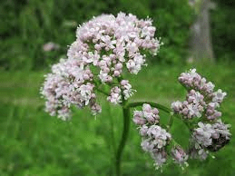 15 Medicinal Health Benefits Of Valerian (Valeriana officinalis)