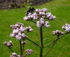 15 Medicinal Health Benefits Of Valerian (Valeriana officinalis)