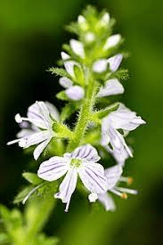 15 Medicinal Health Benefits Of Veronica (Veronica officinalis) 15 Medicinal Health Benefits Of Veronica (Veronica officinalis)