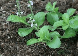 15 Medicinal Health Benefits Of Veronica (Veronica officinalis) 15 Medicinal Health Benefits Of Veronica (Veronica officinalis)