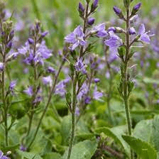 15 Medicinal Health Benefits Of Veronica (Veronica officinalis) 15 Medicinal Health Benefits Of Veronica (Veronica officinalis)