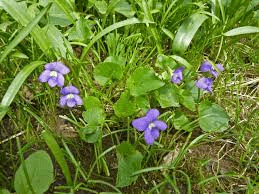 9 Medicinal Health Benefits Of Violets (Viola sp.) - Agric4Profits