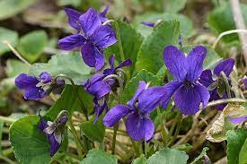 9 Medicinal Health Benefits Of Violets (Viola sp.) - Agric4Profits