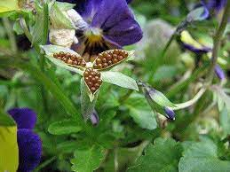 9 Medicinal Health Benefits Of Violets (Viola sp.) 9 Medicinal Health Benefits Of Violets (Viola sp.)