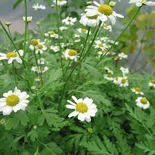 18 Medicinal Health Benefits Of Feverfew (Tanacetum parthenium) 18 Medicinal Health Benefits Of Feverfew (Tanacetum parthenium)