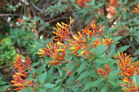 20 Medicinal Health Benefits Of Hamelia patens (Firebush) 20 Medicinal Health Benefits Of Hamelia patens (Firebush)