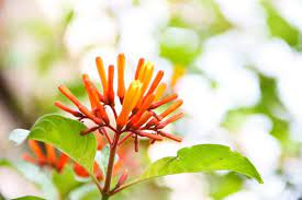 20 Medicinal Health Benefits Of Hamelia patens (Firebush) 20 Medicinal Health Benefits Of Hamelia patens (Firebush)