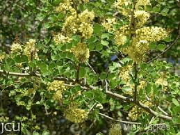 20 Medicinal Health Benefits Of Haematoxylum campechianum (Logwood)