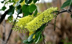 20 Medicinal Health Benefits Of Haematoxylum campechianum (Logwood)