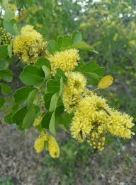 20 Medicinal Health Benefits Of Haematoxylum campechianum (Logwood)