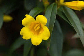 20 Medicinal Health Benefits Of Gelsemium sempervirens (Yellow jasmine)