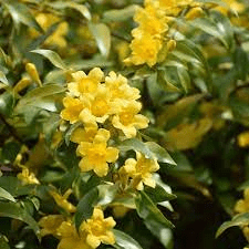 20 Medicinal Health Benefits Of Gelsemium sempervirens (Yellow jasmine)