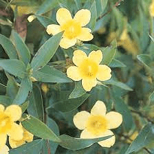 20 Medicinal Health Benefits Of Gelsemium sempervirens (Yellow jasmine)