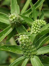 20 Medicinal Health Benefits Of Eryngium foetidum (Culantro)