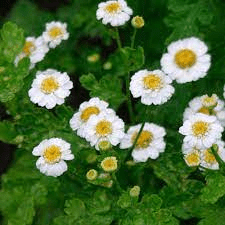 18 Medicinal Health Benefits Of Feverfew (Tanacetum parthenium) 18 Medicinal Health Benefits Of Feverfew (Tanacetum parthenium)