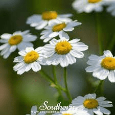 18 Medicinal Health Benefits Of Feverfew (Tanacetum parthenium) 18 Medicinal Health Benefits Of Feverfew (Tanacetum parthenium)