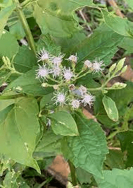 20 Medicinal Health Benefits Of Chromolaena odorata (Siam weed)