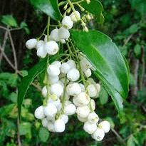 Medicinal Health Benefits Of Chiococca alba (Snowberry)