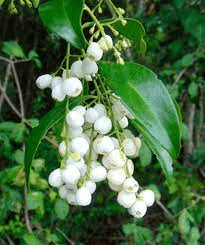 20 Medicinal Health Benefits Of Chiococca alba (Snowberry) - Agric4Profits