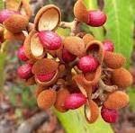 17 Medicinal Health Benefits Of Virola sebifera (Wild Nutmeg Tree)