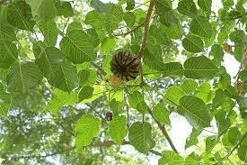 17 Medicinal Health Benefits Of Hura crepitans (Sandbox Tree)