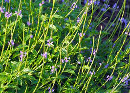 10 Medicinal Health Benefits Of Stachytarpheta cayennensis (Blue Porterweed) 10 Medicinal Health Benefits Of Stachytarpheta cayennensis (Blue Porterweed)