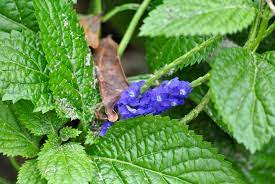10 Medicinal Health Benefits Of Stachytarpheta cayennensis (Blue Porterweed) 10 Medicinal Health Benefits Of Stachytarpheta cayennensis (Blue Porterweed)