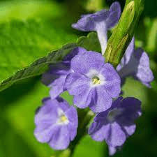 10 Medicinal Health Benefits Of Stachytarpheta cayennensis (Blue Porterweed) 10 Medicinal Health Benefits Of Stachytarpheta cayennensis (Blue Porterweed)