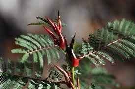 10 Medicinal Health Benefits Of Vachellia cornigera (Bullhorn Acacia)