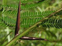 10 Medicinal Health Benefits Of Vachellia cornigera (Bullhorn Acacia)