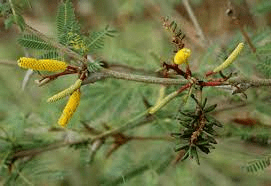 10 Medicinal Health Benefits Of Vachellia cornigera (Bullhorn Acacia)