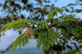 10 Medicinal Health Benefits Of Vachellia cornigera (Bullhorn Acacia)