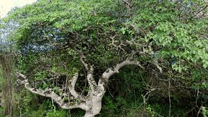 20 Medicinal Health Benefits Of Bursera graveolens (Palo Santo) 20 Medicinal Health Benefits Of Bursera graveolens (Palo Santo)