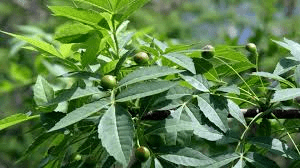 20 Medicinal Health Benefits Of Bursera graveolens (Palo Santo) 20 Medicinal Health Benefits Of Bursera graveolens (Palo Santo)