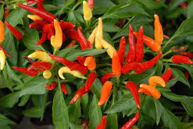 20 Medicinal Health Benefits Of Chili Pepper (Capsicum)