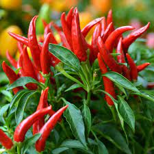 20 Medicinal Health Benefits Of Chili Pepper (Capsicum) 20 Medicinal Health Benefits Of Chili Pepper (Capsicum)