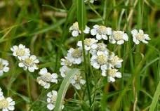 16 Medicinal Health Benefits Of Achillea ptarmica (Sneezewort) 16 Medicinal Health Benefits Of Achillea ptarmica (Sneezewort)