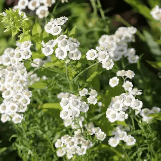 16 Medicinal Health Benefits Of Achillea ptarmica (Sneezewort) 16 Medicinal Health Benefits Of Achillea ptarmica (Sneezewort)