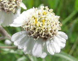 16 Medicinal Health Benefits Of Achillea ptarmica (Sneezewort) 16 Medicinal Health Benefits Of Achillea ptarmica (Sneezewort)