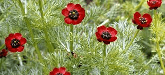 16 Medicinal Health Benefits Of Adonis aestivalis (Summer Pheasant's Eye) 16 Medicinal Health Benefits Of Adonis aestivalis (Summer Pheasant's Eye)