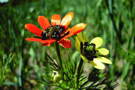 16 Medicinal Health Benefits Of Adonis aestivalis (Summer Pheasant's Eye) 16 Medicinal Health Benefits Of Adonis aestivalis (Summer Pheasant's Eye)