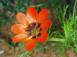 16 Medicinal Health Benefits Of Adonis aestivalis (Summer Pheasant's Eye) 16 Medicinal Health Benefits Of Adonis aestivalis (Summer Pheasant's Eye)