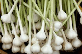 18 Medicinal Health Benefits Of Garlic (Allium sativum) 18 Medicinal Health Benefits Of Garlic (Allium sativum)