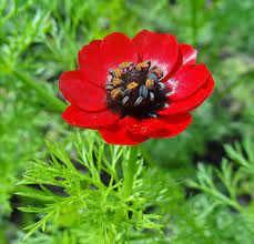 16 Medicinal Health Benefits Of Adonis annua (Pheasant's Eye) 16 Medicinal Health Benefits Of Adonis annua (Pheasant's Eye)