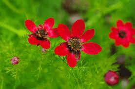16 Medicinal Health Benefits Of Adonis annua (Pheasant's Eye) 16 Medicinal Health Benefits Of Adonis annua (Pheasant's Eye)