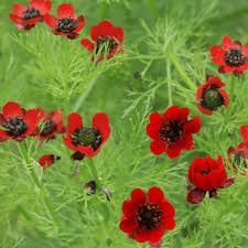 16 Medicinal Health Benefits Of Adonis annua (Pheasant's Eye) 16 Medicinal Health Benefits Of Adonis annua (Pheasant's Eye)