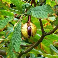 12 Medicinal Health Benefits Of Aesculus hippocastanum (Horse Chestnut) 12 Medicinal Health Benefits Of Aesculus hippocastanum (Horse Chestnut)