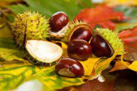 12 Medicinal Health Benefits Of Aesculus hippocastanum (Horse Chestnut) 12 Medicinal Health Benefits Of Aesculus hippocastanum (Horse Chestnut)