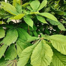 12 Medicinal Health Benefits Of Aesculus hippocastanum (Horse Chestnut) 12 Medicinal Health Benefits Of Aesculus hippocastanum (Horse Chestnut)