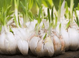 18 Medicinal Health Benefits Of Garlic (Allium sativum) 18 Medicinal Health Benefits Of Garlic (Allium sativum)